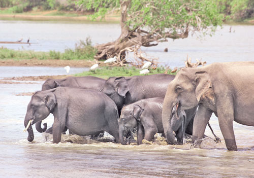 Waterhole Counting කරන්නේ මෙවැනි ජල මංකඩ ආශ්‍රි­තව